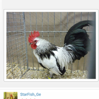 Olandese nana gallo quaglia Argento