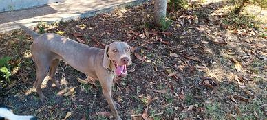Regal cane weimaraner femmina