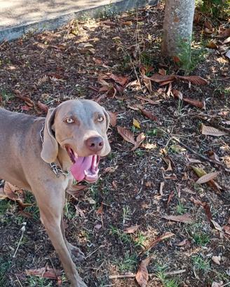 Regal cane weimaraner femmina