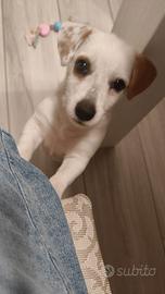 Cucciola di Jack Russel