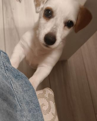 Cucciola di Jack Russel