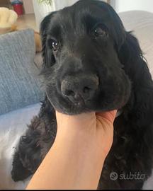 Cocker per monta