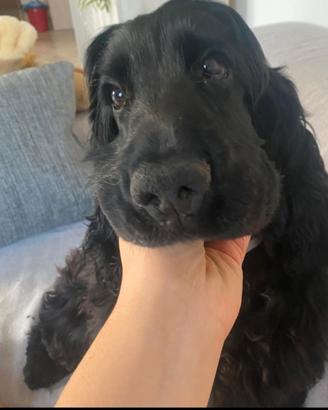 Cocker per monta
