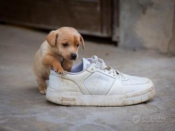 Cuccioli mini Pinscher/Chihuahua