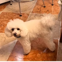 Barboncino toy bianco