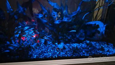 acquario Askol Pure L a led