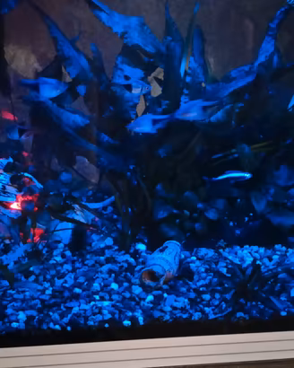 acquario Askol Pure L a led