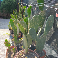 Cactus fico di india varie specie