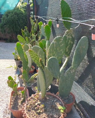Cactus fico di india varie specie