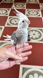 Calopsita