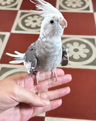 Calopsita