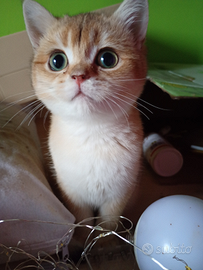 British shorthair golden