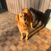 Golden retriever