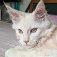 Maschietto Maine coon Red smoke