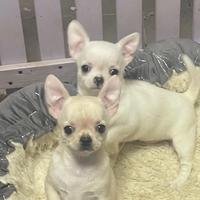 Cuccioli di chihuahua