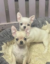 Cuccioli di chihuahua