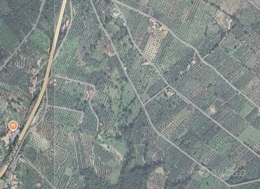 Terreno agricolo Uliveto Sabina