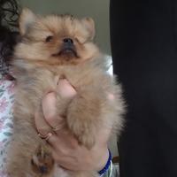 Cucciolo spitz di pomerania nano