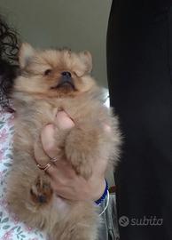 Cucciolo spitz di pomerania nano