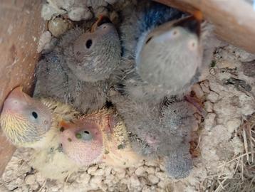 Pulli di inseparabili roseicollis