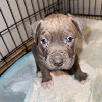 Cuccioli di american pitbull terrier