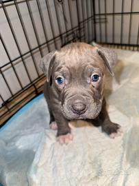 Cuccioli di american pitbull terrier