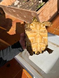 Geochelone Sulcata