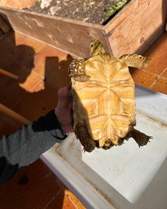 Geochelone Sulcata