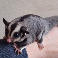 Sugar gliders