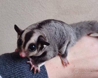 Sugar gliders