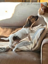 Cuccioli di jack russell terrier