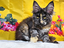 Immagine 2