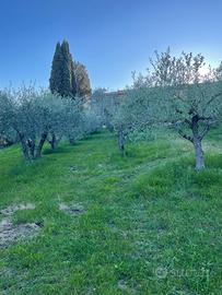 OLIVETO con 200 Piante