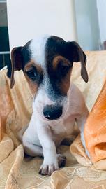 Jack Russell cuccioli maschi
