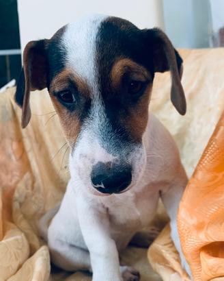 Jack Russell cuccioli maschi