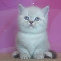 Principessa scozzese di razza pura con VACCINAZION