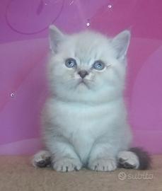 Principessa scozzese di razza pura con VACCINAZION