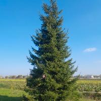 ALBERO DI NATALE ABETE ROSSO
