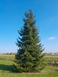 ALBERO DI NATALE ABETE ROSSO