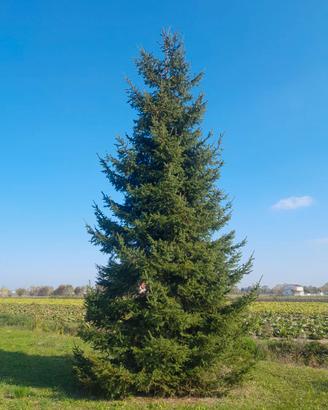 ALBERO DI NATALE ABETE ROSSO