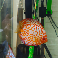 Discus