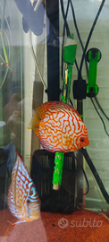 Discus