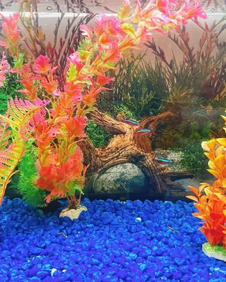 Acquario 80 litri Amtra con mobiletto, accessori