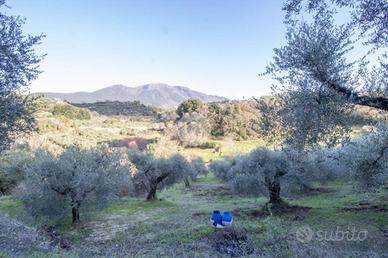 TER. AGRICOLO A PALOMBARA SABINA