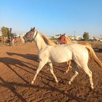 Cavalla Qh