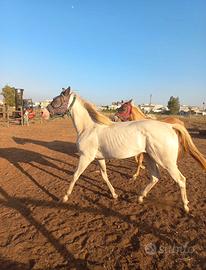 Cavalla Qh