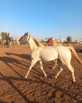 Cavalla Qh