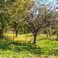 Terreno agricolo con alberi da frutta