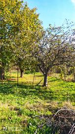Terreno agricolo con alberi da frutta