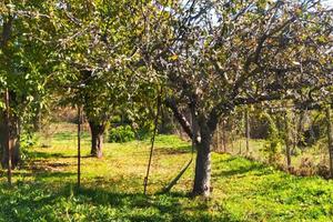Terreno agricolo con alberi da frutta